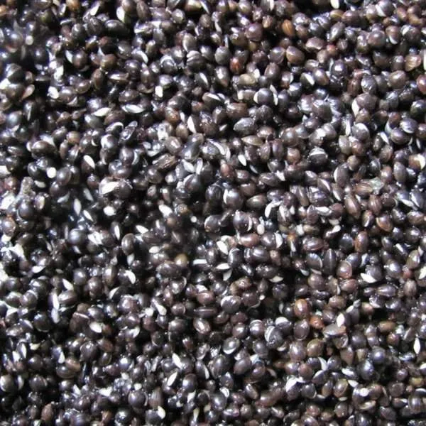 Prepared Hemp Seed