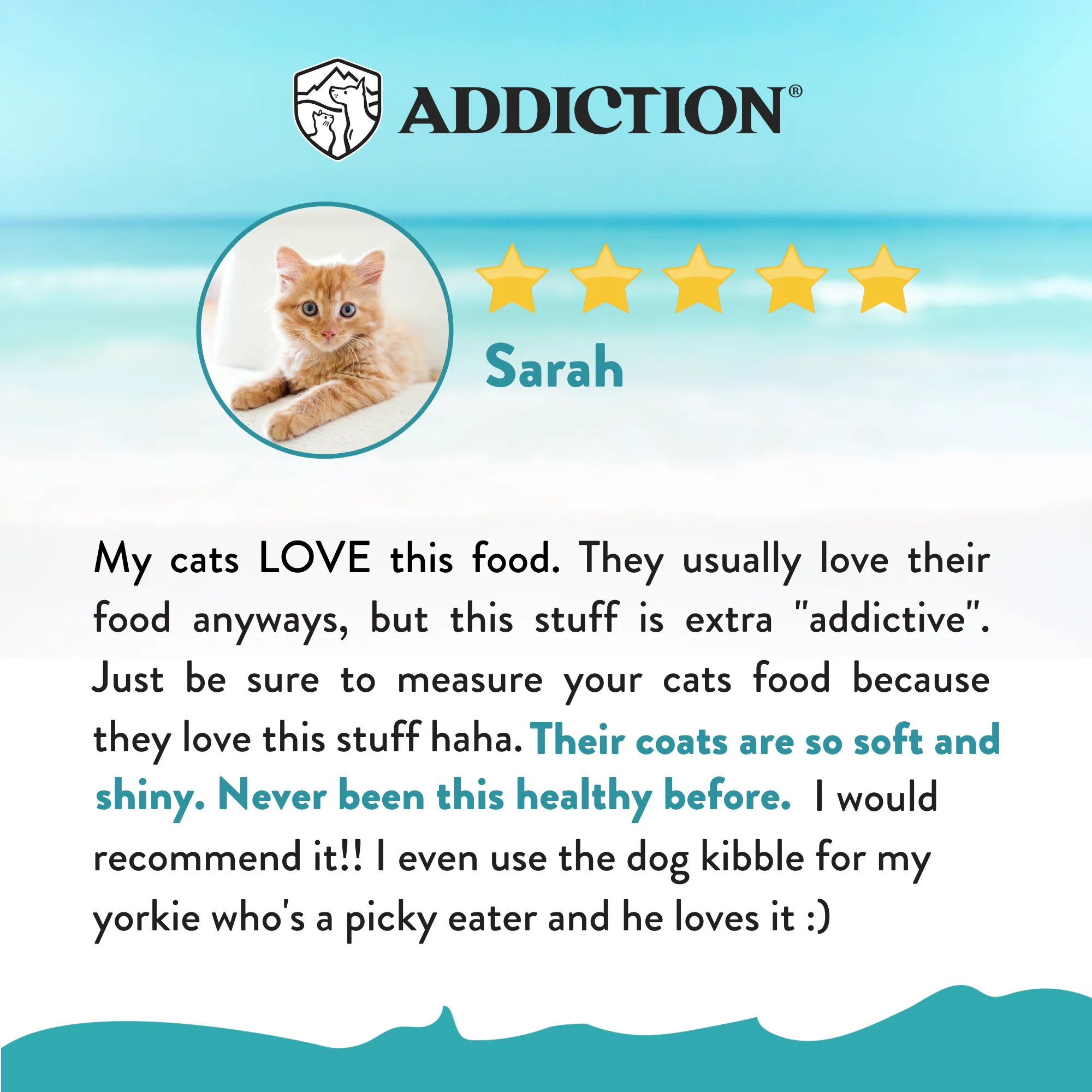 Salmon Bleu Dry Cat Food - Trial Pack Bundle of 12